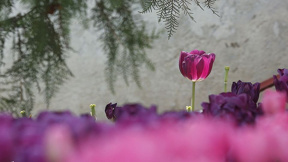 لاله‌ای برای مادران