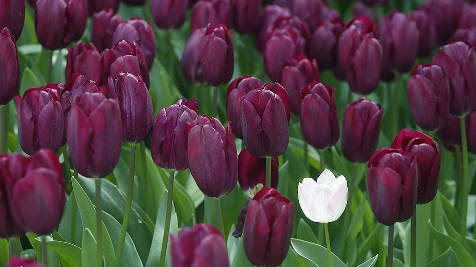 لاله‌ای برای مادران