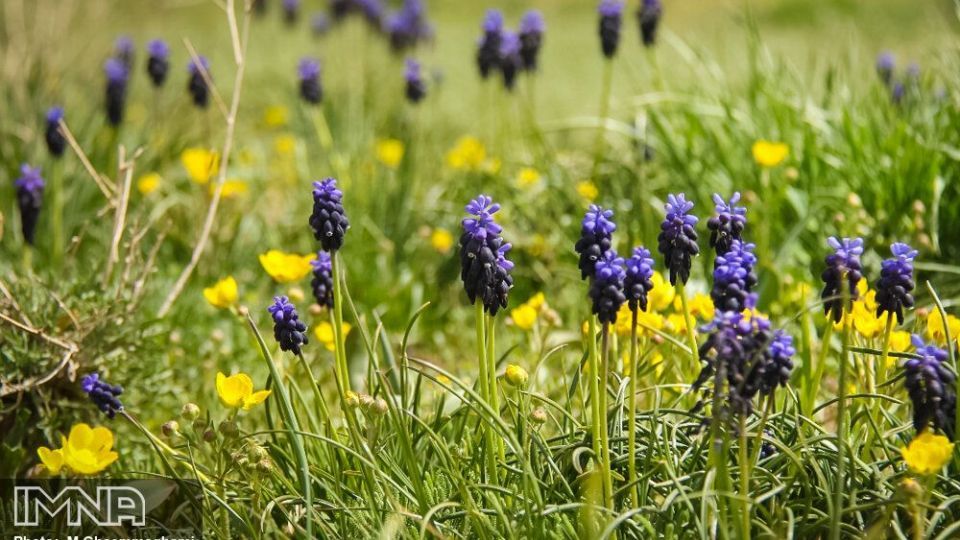 دشت لاله های واژگون سمیرم