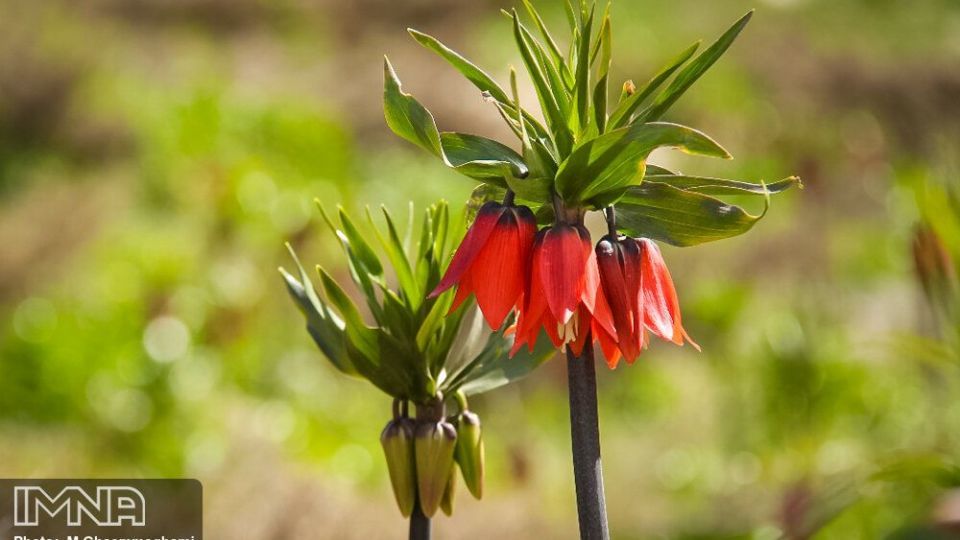 دشت لاله های واژگون سمیرم