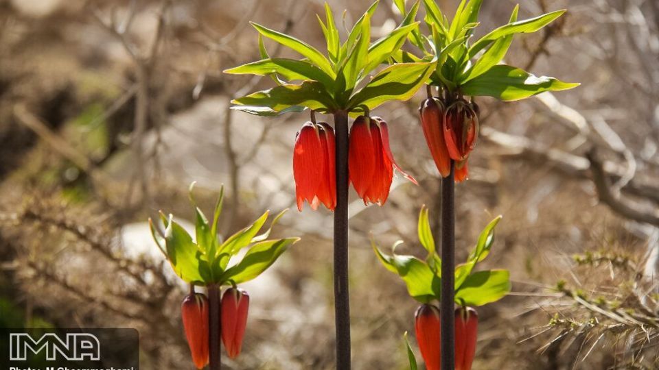 دشت لاله های واژگون سمیرم