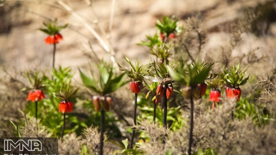 دشت لاله های واژگون سمیرم