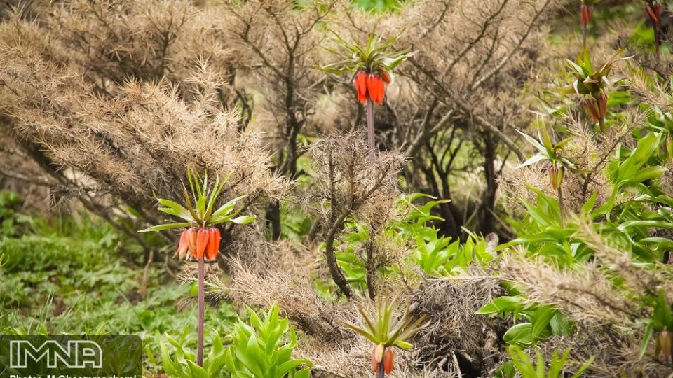 دشت لاله های واژگون سمیرم