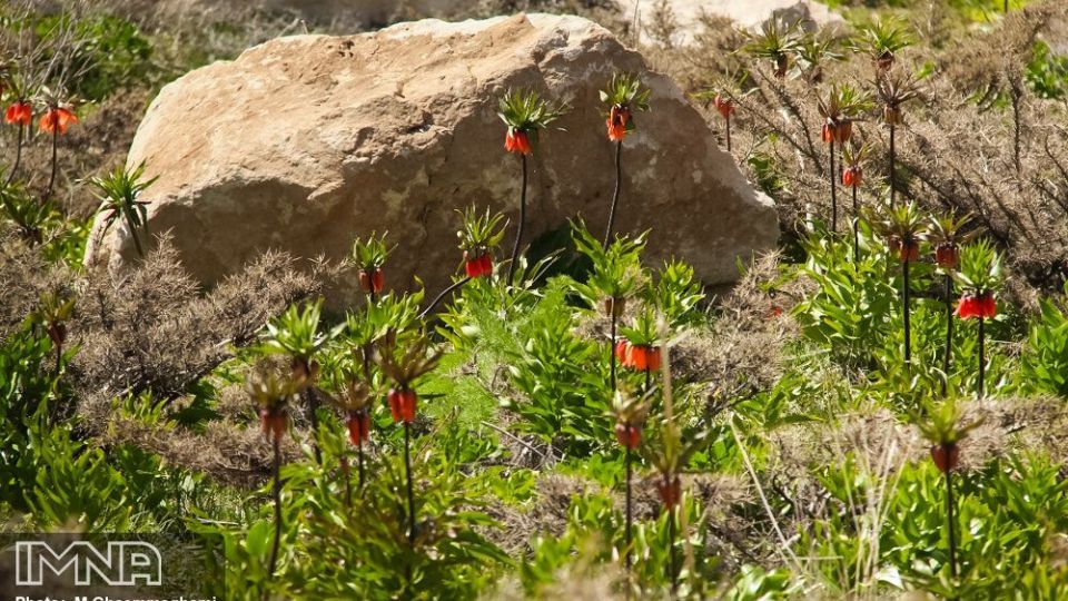 دشت لاله های واژگون سمیرم