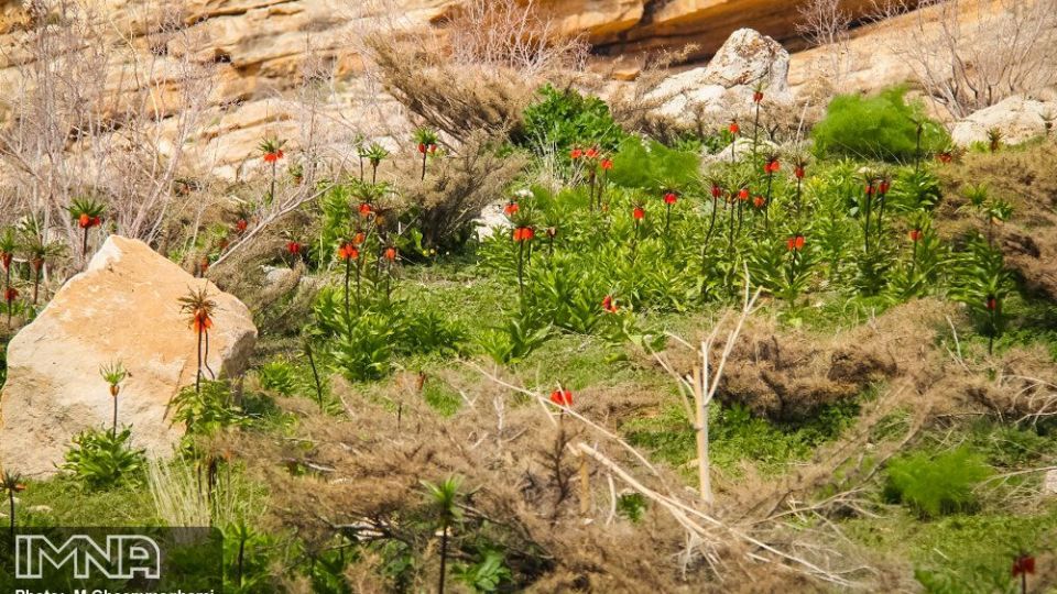 دشت لاله های واژگون سمیرم