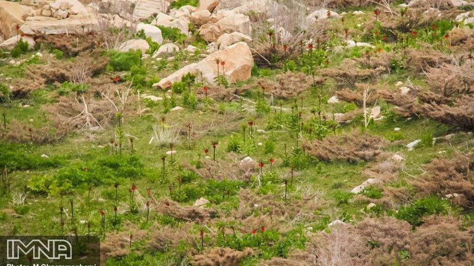 دشت لاله های واژگون سمیرم