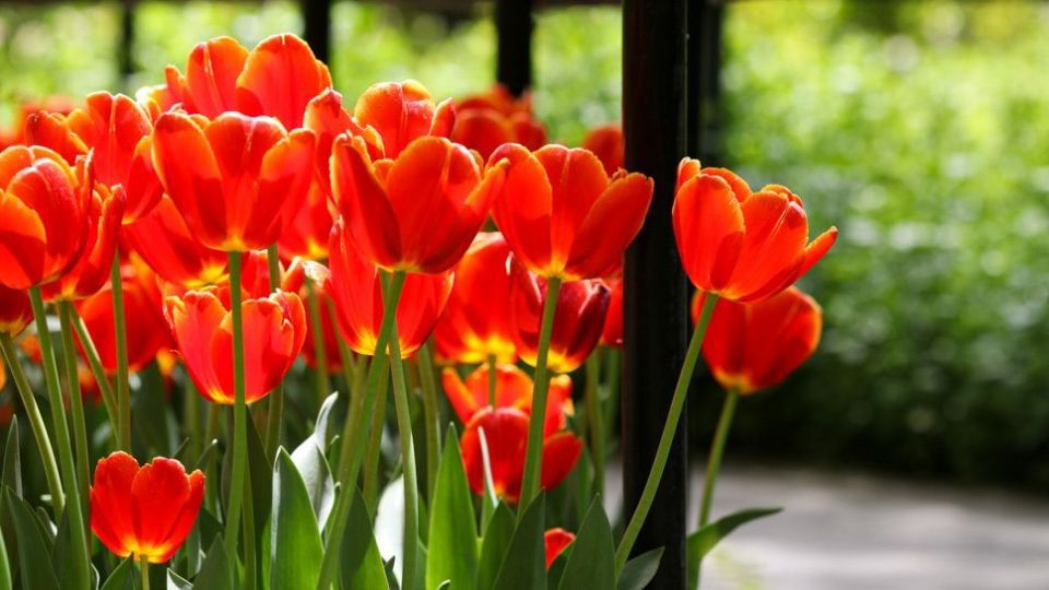 باغ ایرانی، بهشتی برای پایتخت نشینان