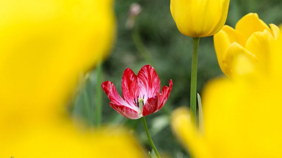 باغ ایرانی، بهشتی برای پایتخت نشینان