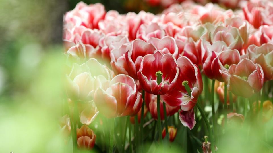 باغ ایرانی، بهشتی برای پایتخت نشینان