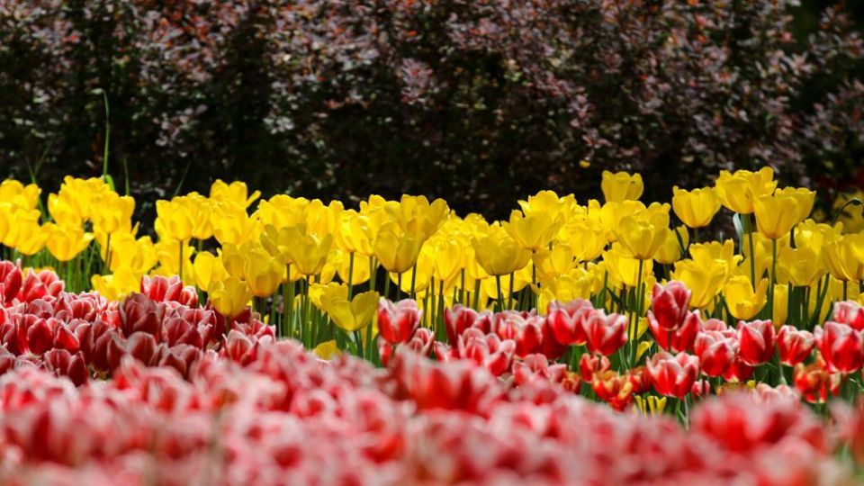 باغ ایرانی، بهشتی برای پایتخت نشینان