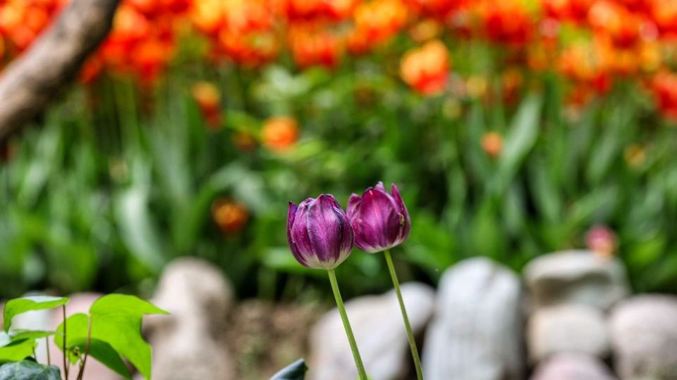 باغ ایرانی، بهشتی برای پایتخت نشینان