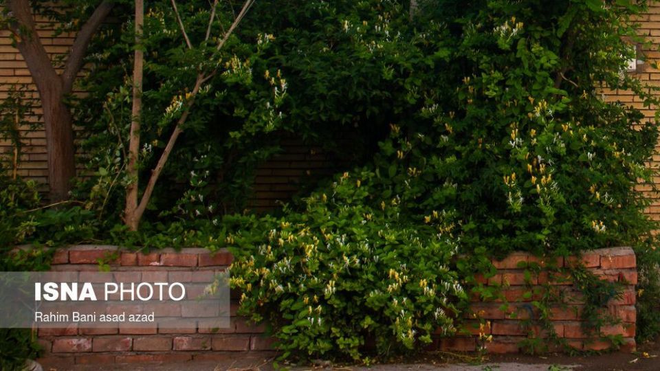 بهار بر سر خانه‌ها