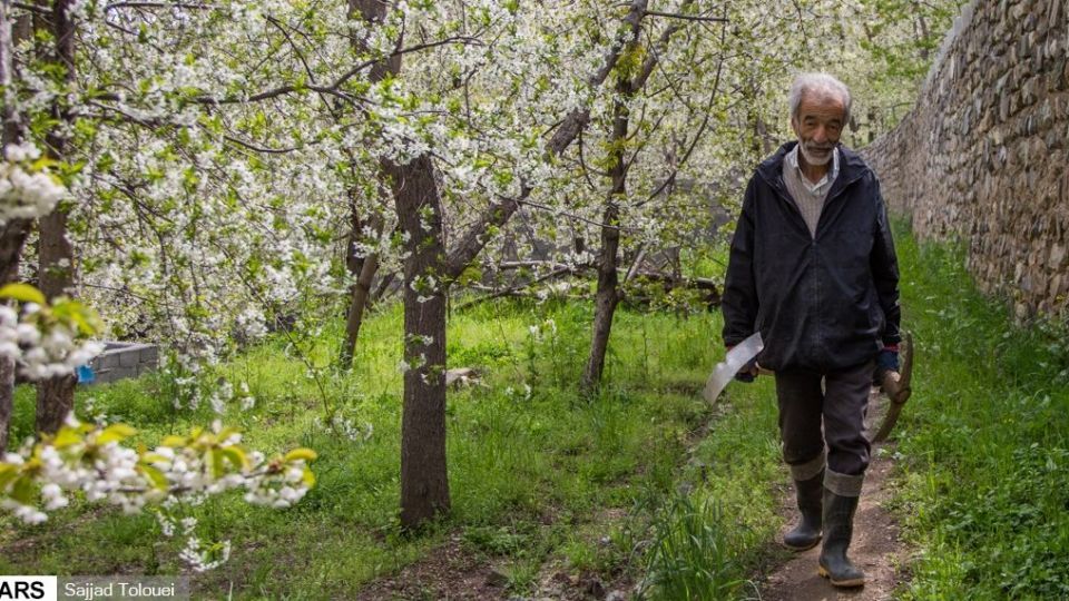 شکوفه‌های رندان