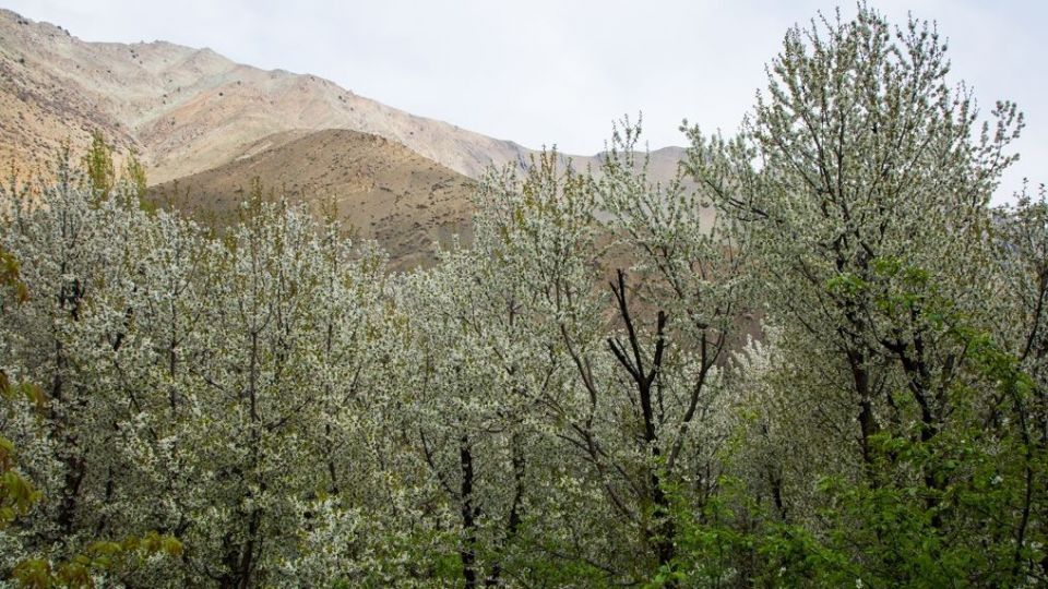 شکوفه‌های رندان