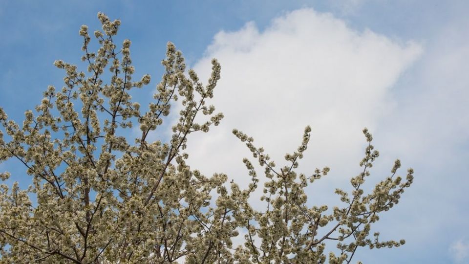 شکوفه‌های رندان