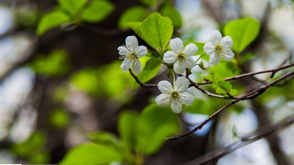 شکوفه‌های رندان