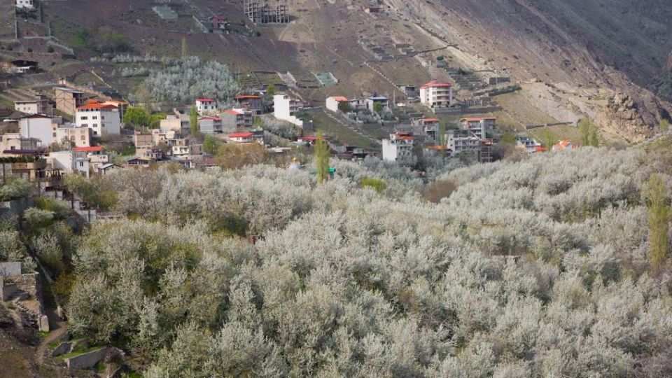 شکوفه‌های رندان