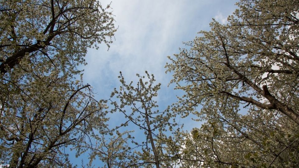 شکوفه‌های رندان