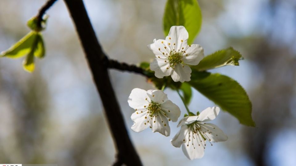 شکوفه‌های رندان