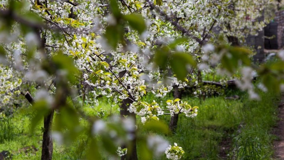 شکوفه‌های رندان