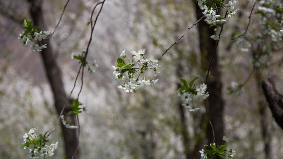 شکوفه‌های رندان