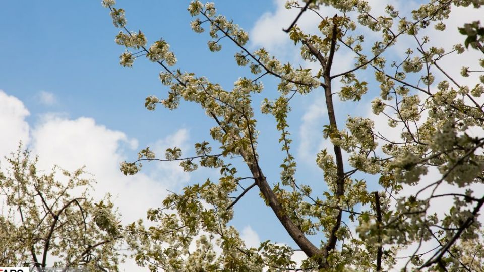 شکوفه‌های رندان