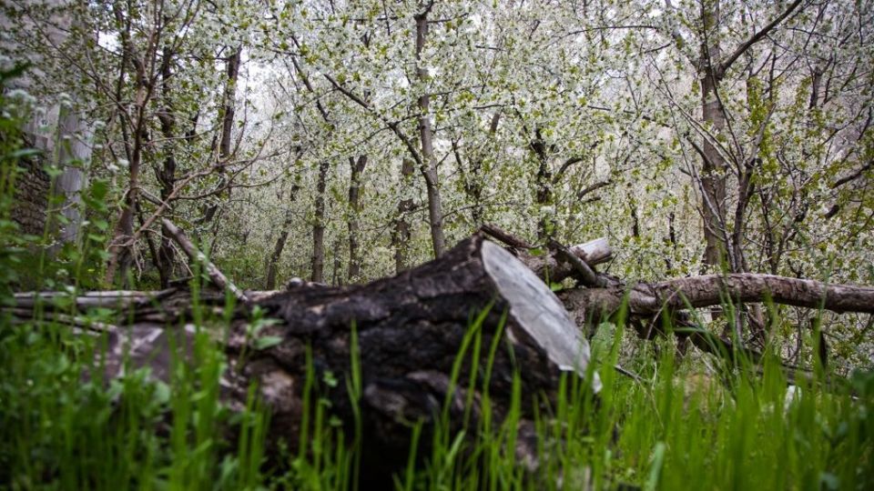 شکوفه‌های رندان