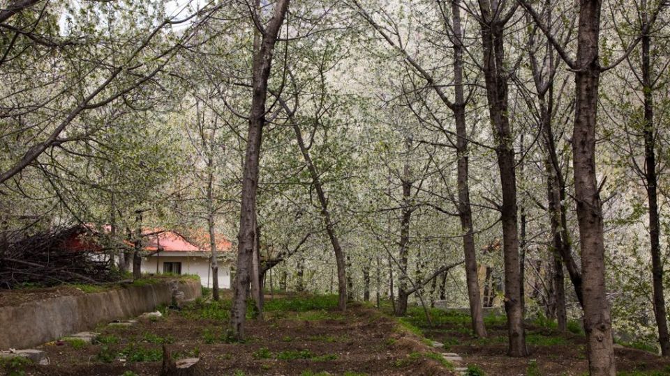 شکوفه‌های رندان