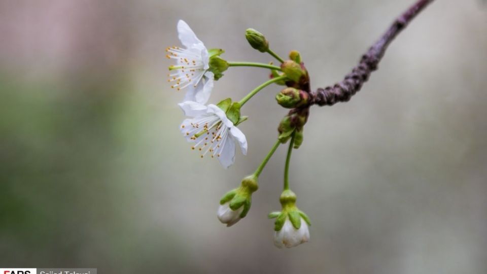 شکوفه‌های رندان