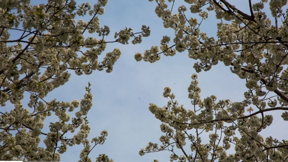 شکوفه‌های رندان