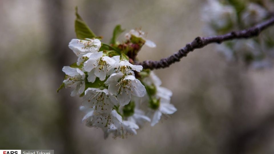 شکوفه‌های رندان