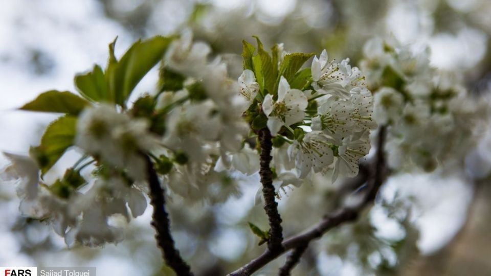 شکوفه‌های رندان