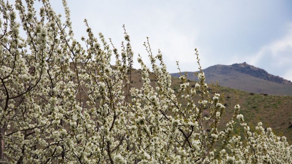 شکوفه‌های رندان