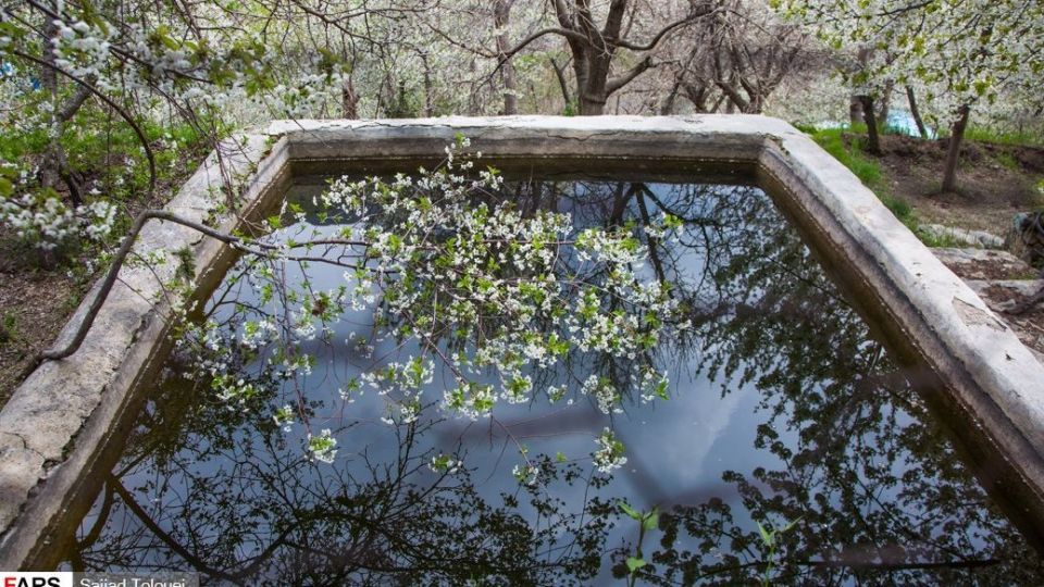 شکوفه‌های رندان