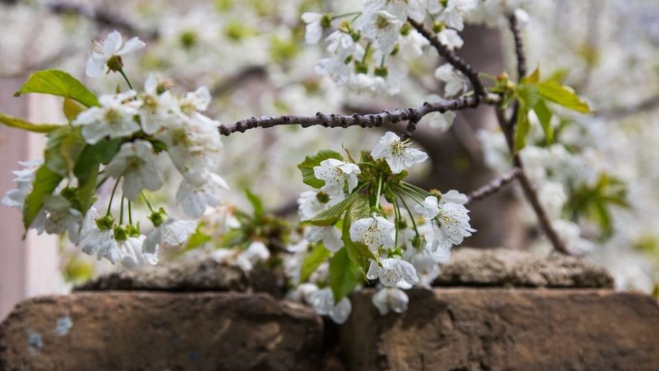 شکوفه‌های رندان