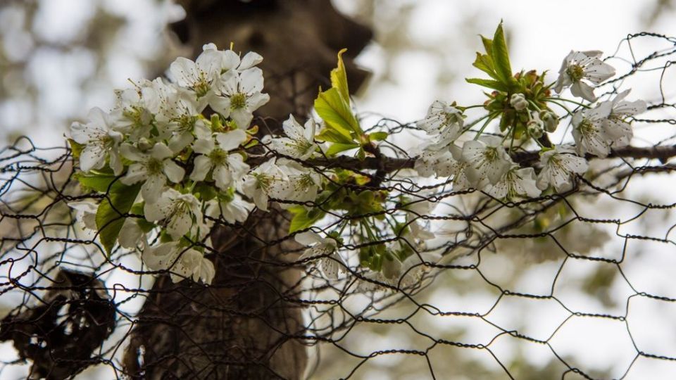 شکوفه‌های رندان