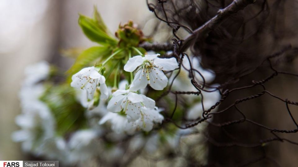 شکوفه‌های رندان