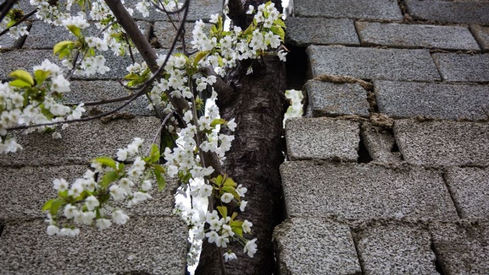 شکوفه‌های رندان