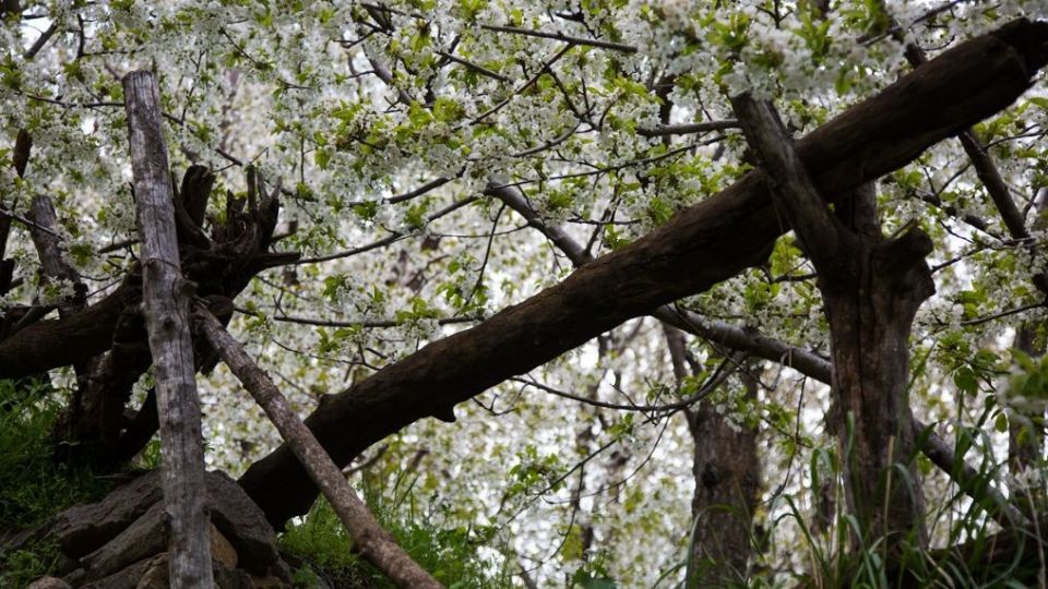 شکوفه‌های رندان