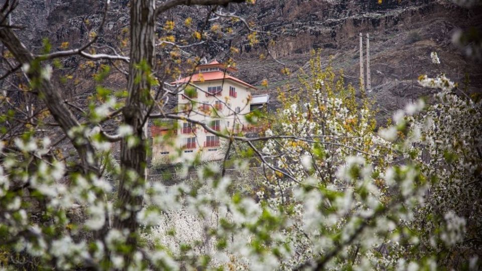 شکوفه‌های رندان