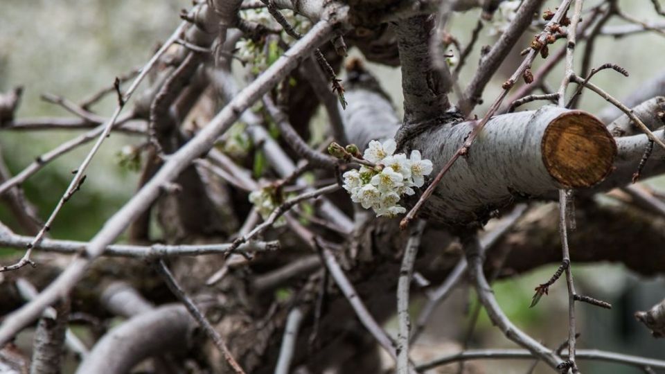 شکوفه‌های رندان