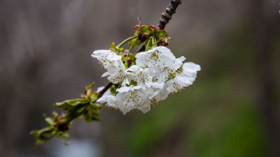 شکوفه‌های رندان