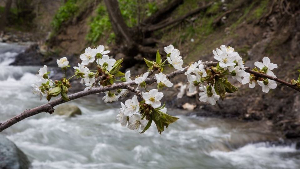 شکوفه‌های رندان