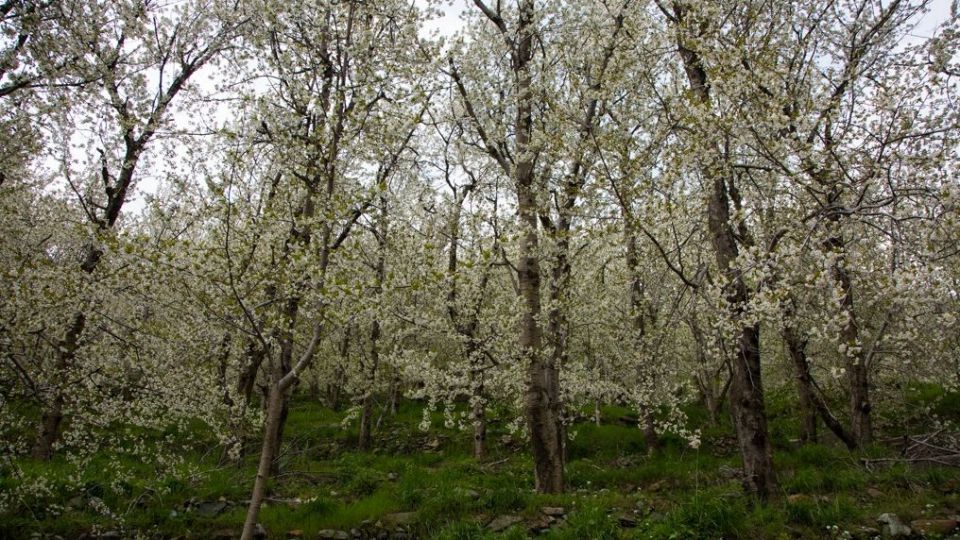 شکوفه‌های رندان