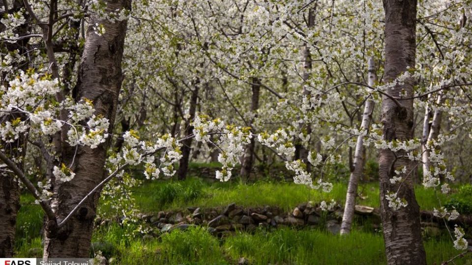 شکوفه‌های رندان