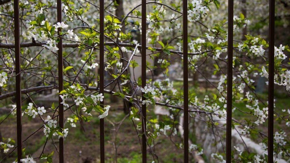 شکوفه‌های رندان