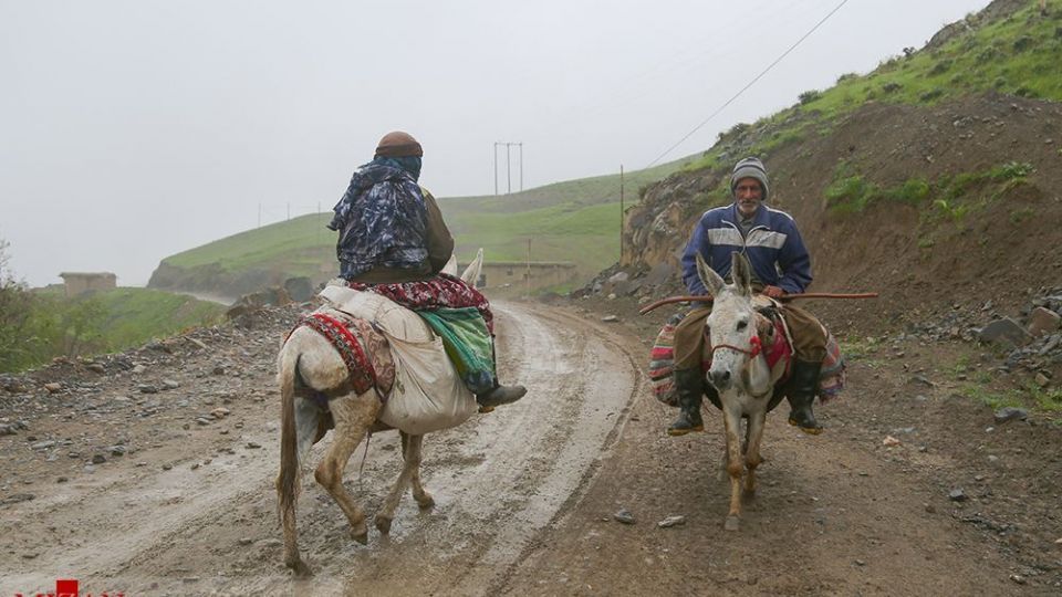 دامداری در کلات