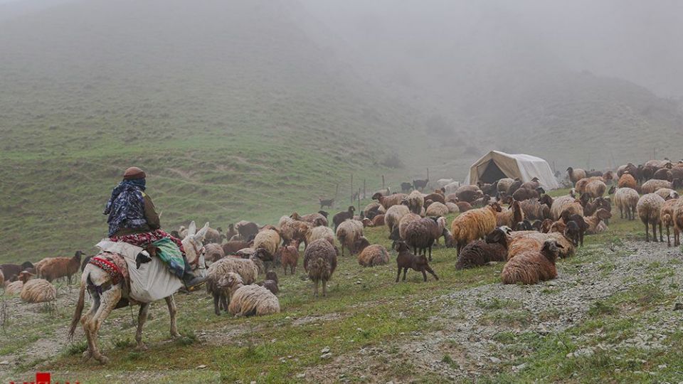 دامداری در کلات