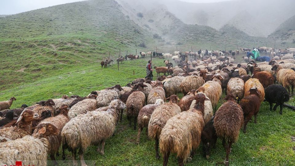 دامداری در کلات
