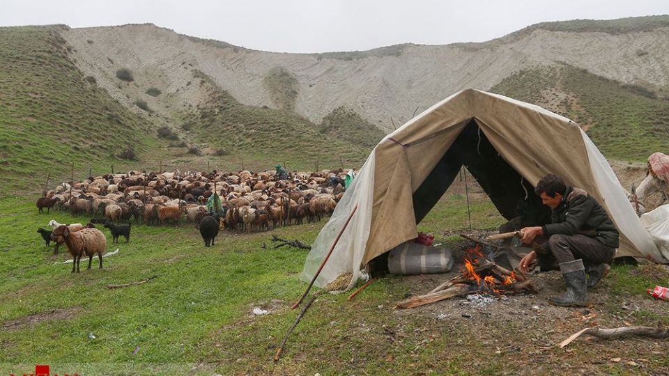 دامداری در کلات